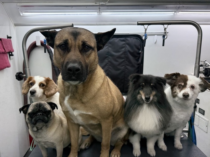 Mobile Dog Grooming Cat Grooming Services Happy Hounds