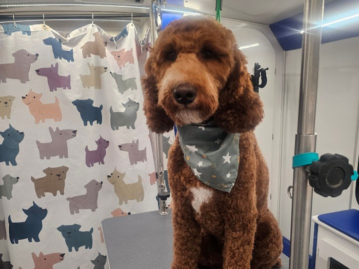 How to Do a Sanitary Trim Safely for Long Haired Dogs at Home: Easy Steps