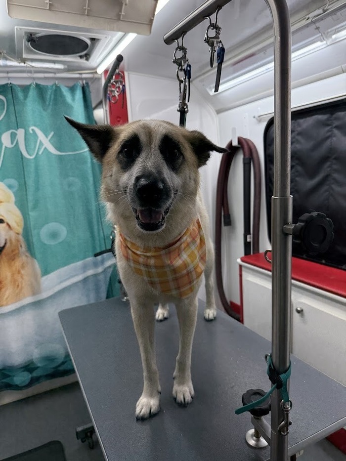 Mobile Dog Grooming Cat Grooming Services Happy Hounds