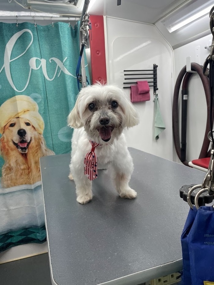 Mobile Cat Grooming in Carlisle, PA Gentle Grooming at Home