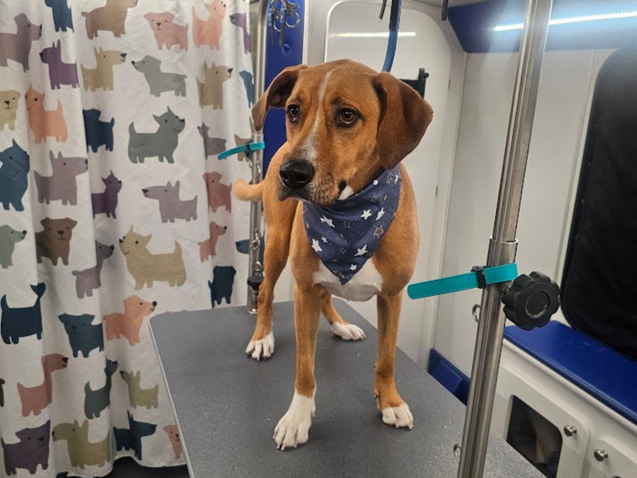 How to Introduce Dogs to a Grooming Table Without Stress: Easy Steps